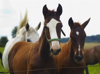 Na konie do Metropolii