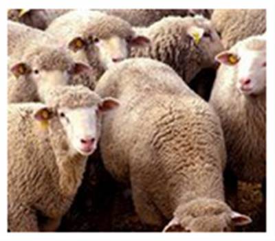 Beskidy na wypasie, czyli o tradycjach pasterskich w Beskidach i Szlaku Bacówek Beskidzkich.