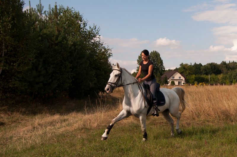 Stajnia Golden Horse