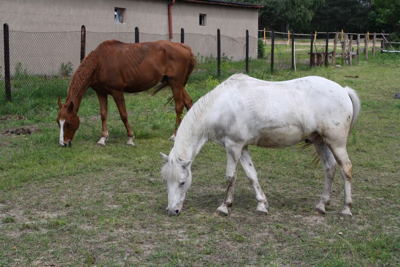 Stajnia Golden Horse