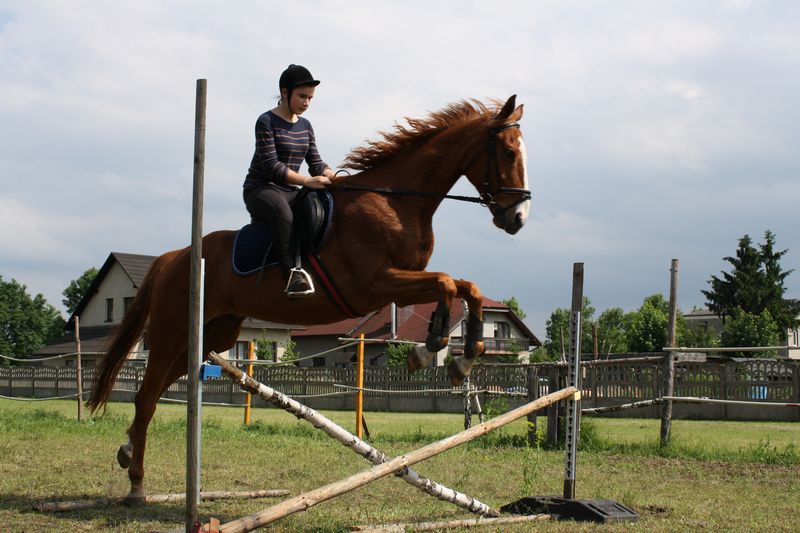 Stajnia Golden Horse