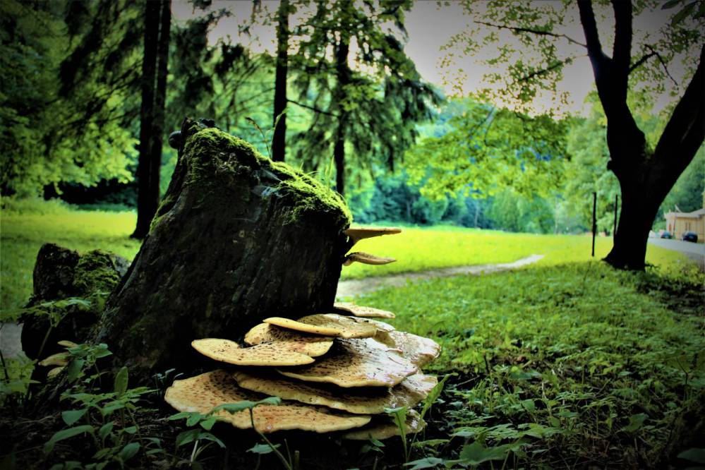 Ojcowski Park Narodowy fot. Rafał Rębisz