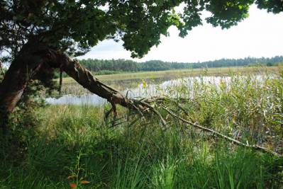 Do rezerwatu Jeleniak Mikuliny i uroczyska Krywałd 